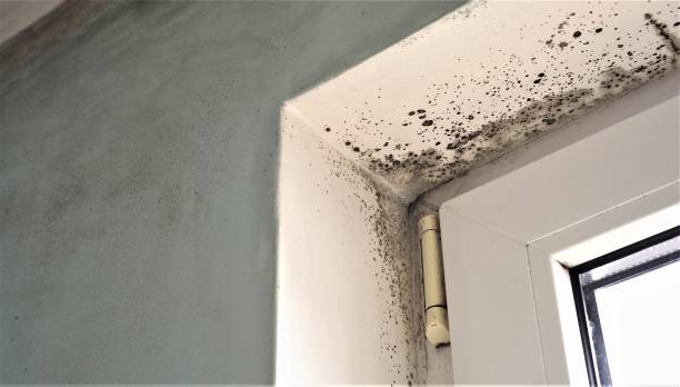 Best Emergency Mold Remediation  in Brackenridge, PA