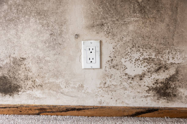 Best Post-Construction Mold Inspection  in Brackenridge, PA
